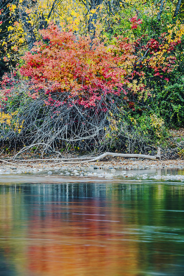 Autumn Color Explosion Along Boise River Photograph By Vishwanath Bhat
