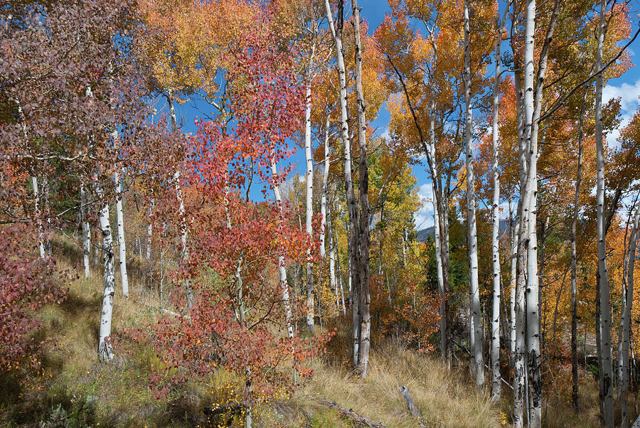 Autumn Color in Colorado Photograph by Cascade Colors