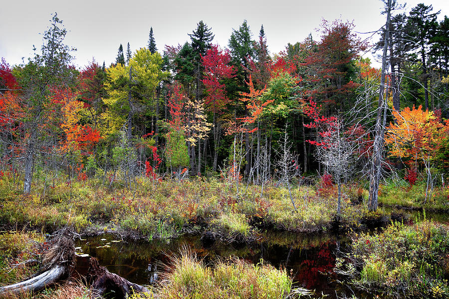 Fall Photograph - Autumn Color in the Adirondacks by David Patterson