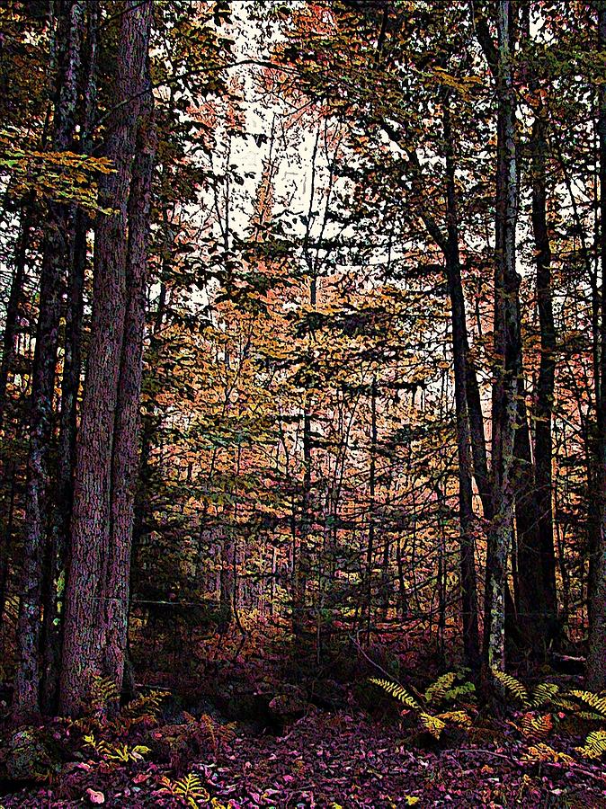 Fall Photograph - Autumn Color In The Woods by Joy Nichols