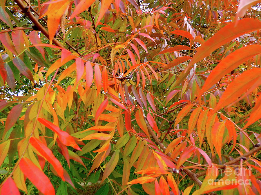 Autumn Color Photograph by Jean Wright