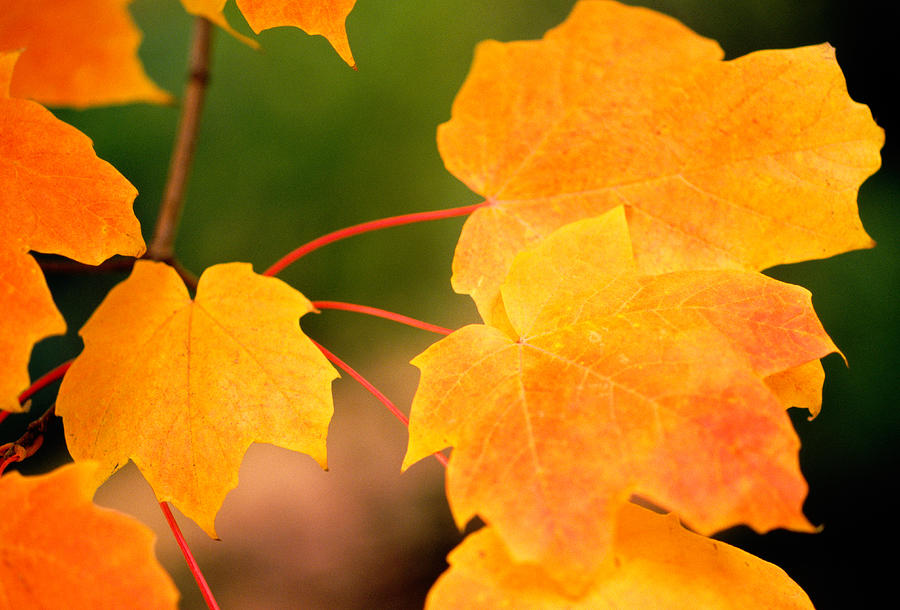 Autumn Color Maple Tree Leaves Photograph by Panoramic Images - Fine ...