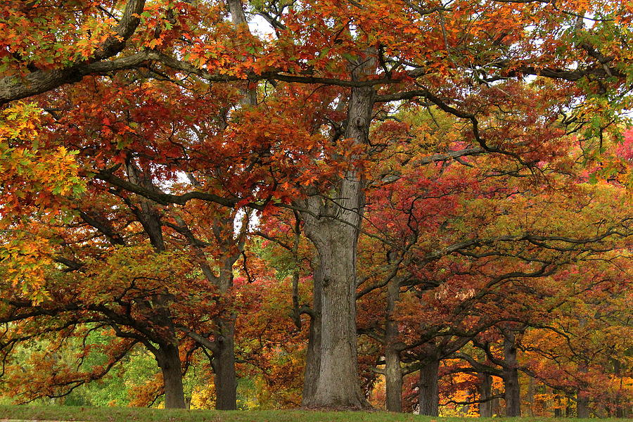 Tree Photograph - Autumn Color Riot by Rosanne Jordan