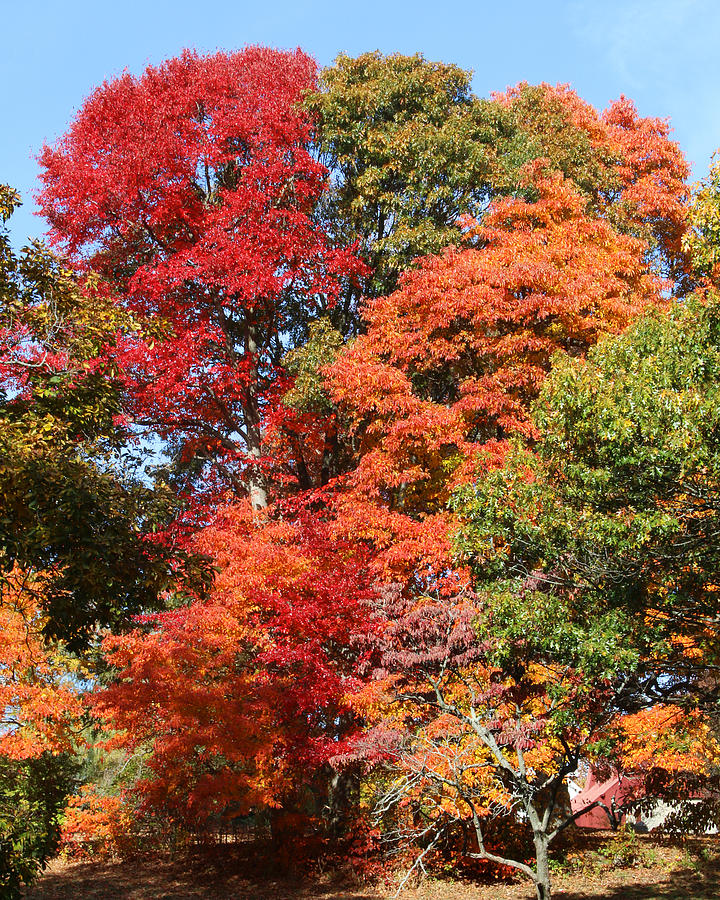 Autumn Color Spray Photograph by William Selander