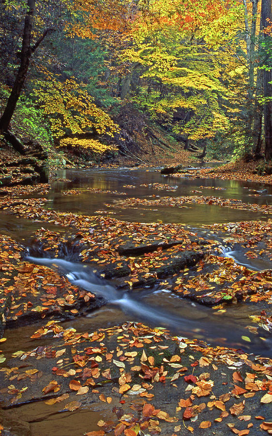 Autumn Color Stream Photograph
