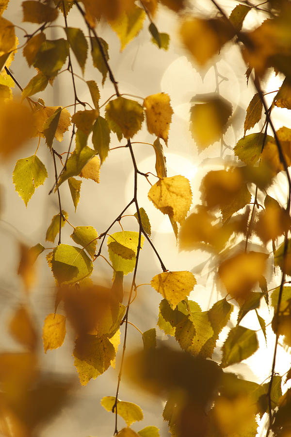 Autumn colored birch leaves lit by the golden autumn sun Photograph by Ulrich Kunst And Bettina Scheidulin