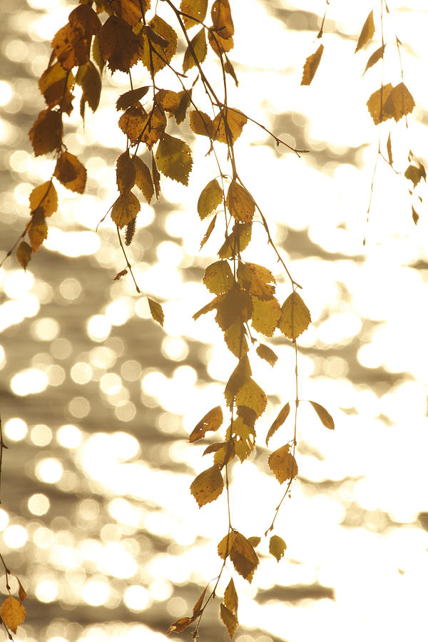 Autumn colored birch twigs swaying in front of glittering lake