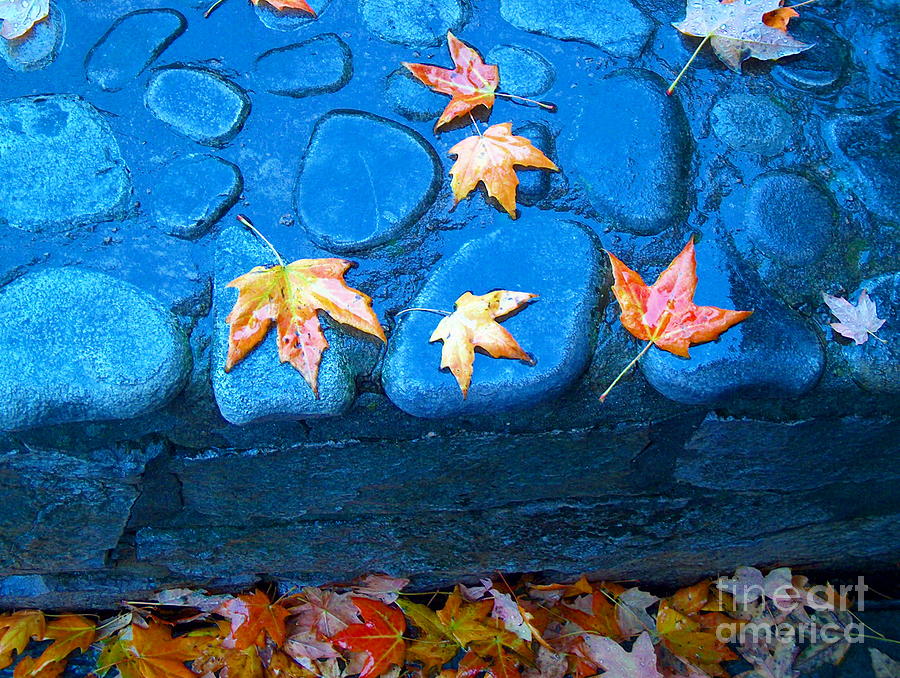 Autumn Colors Photograph by Denise Hoff