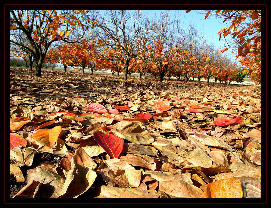 Autumn colors 02 Photograph by Arik Baltinester