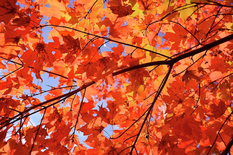 Nature Photograph - Autumn Colors 1 by Angie Tirado
