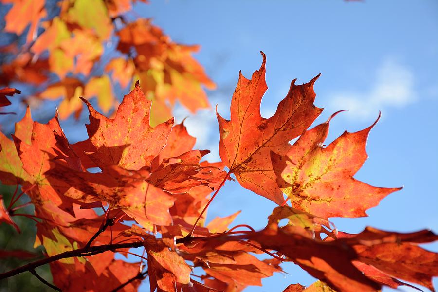 Autumn Colors 2 Photograph by Angie Tirado