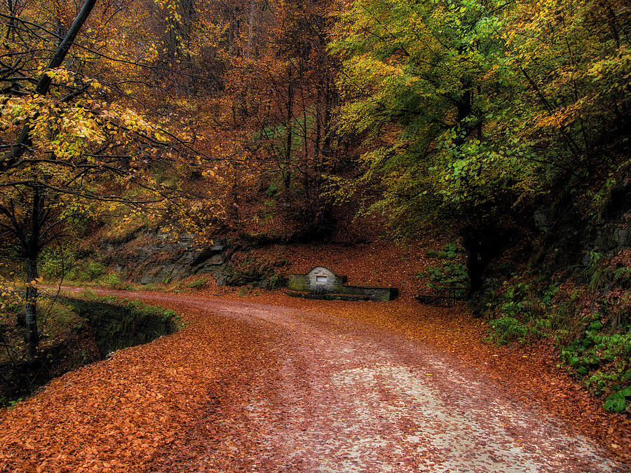 Autumn colors 25/10/17 Photograph by Plamen Petkov