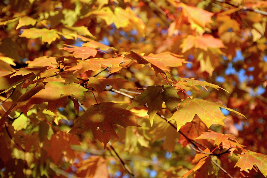 Autumn Colors 3  Photograph by Angie Tirado