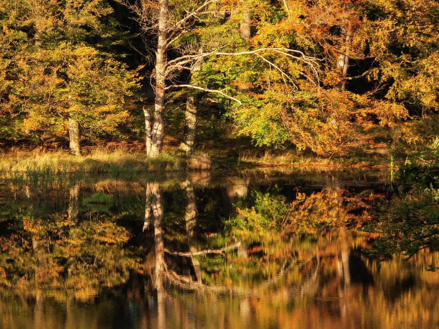 Autumn Colors - 365-189 Photograph by Inge Riis McDonald