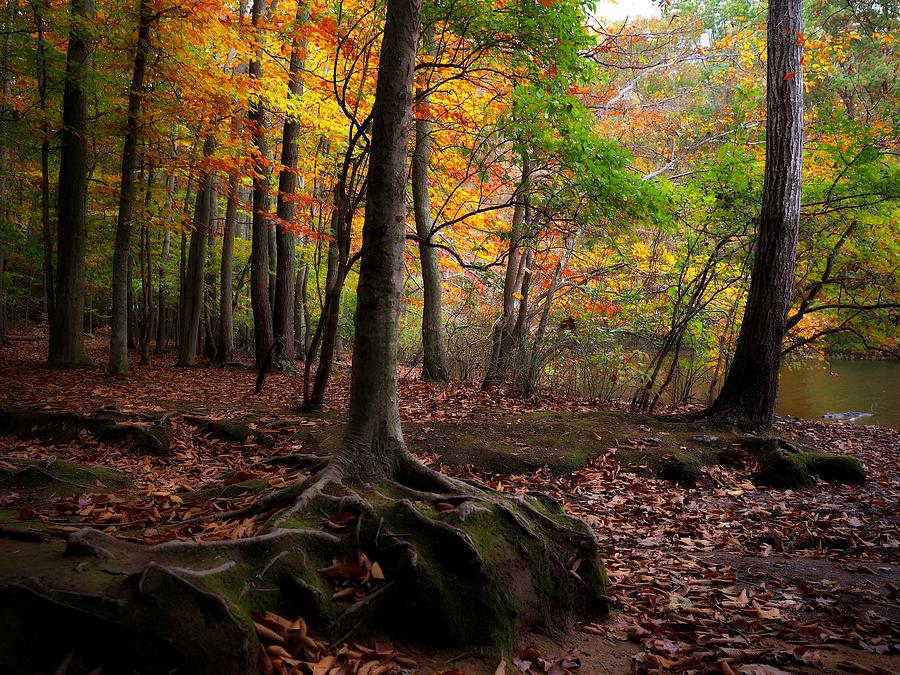 Nature Photograph - Autumn Colors 6 by Scott Fracasso