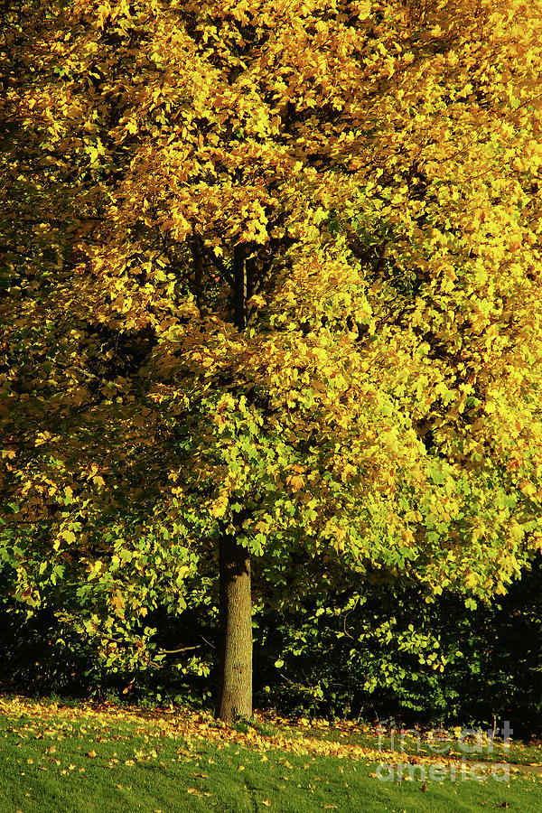 Autumn Colors 8 Photograph by Rudi Prott