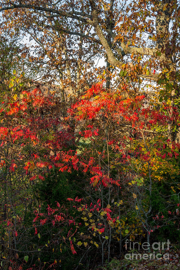Autumn Colors Along the Natchez Trace Photograph by Debra Martz
