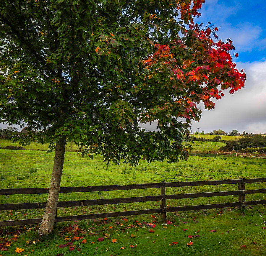 Autumn Colors and Irish Meadow Photograph by James Truett