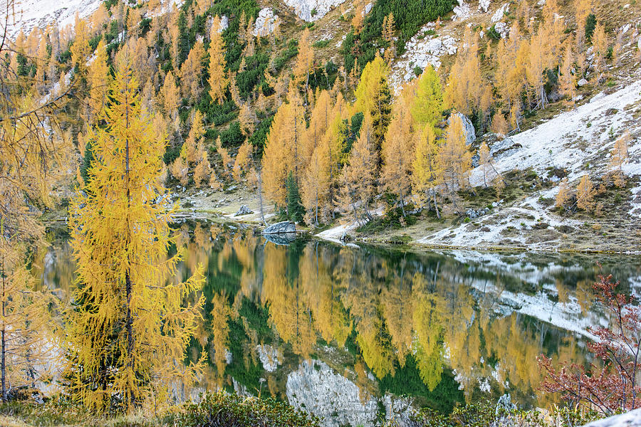 Autumn Colors And Reflections Of The Larches On The Dolomites Photograph