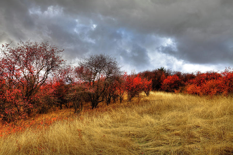 Autumn Colors at Magpie Forest Photograph by David Patterson