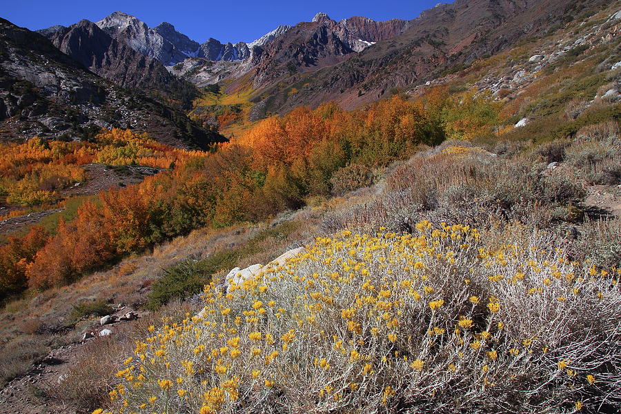 Autumn colors at McGee Creek Canyon in the Eastern Sierras Photograph by Jetson Nguyen