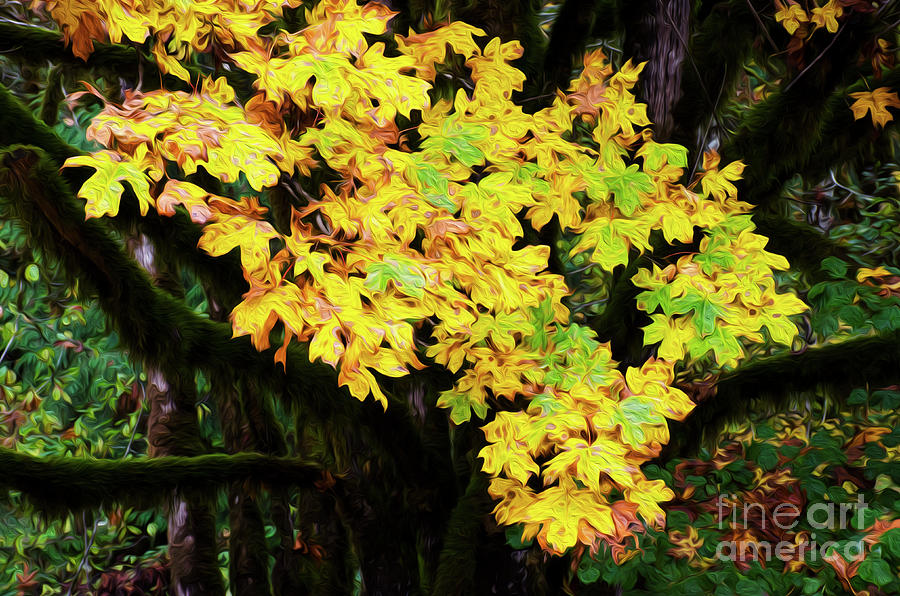 Autumn Colors Photograph by Bob Christopher