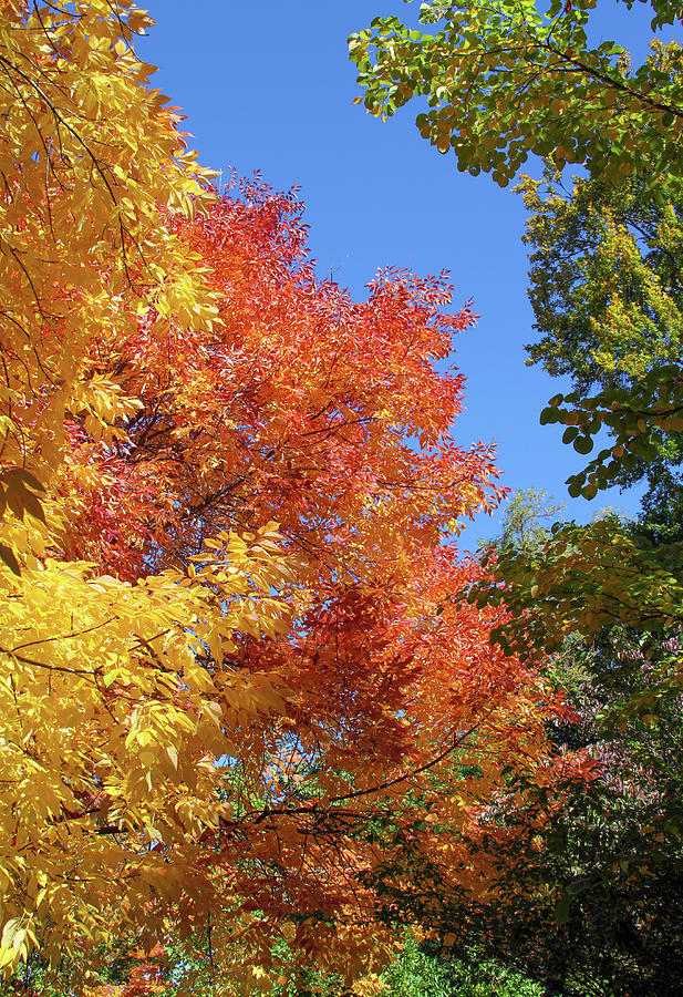 Autumn Colors Photograph by Bonnie Follett