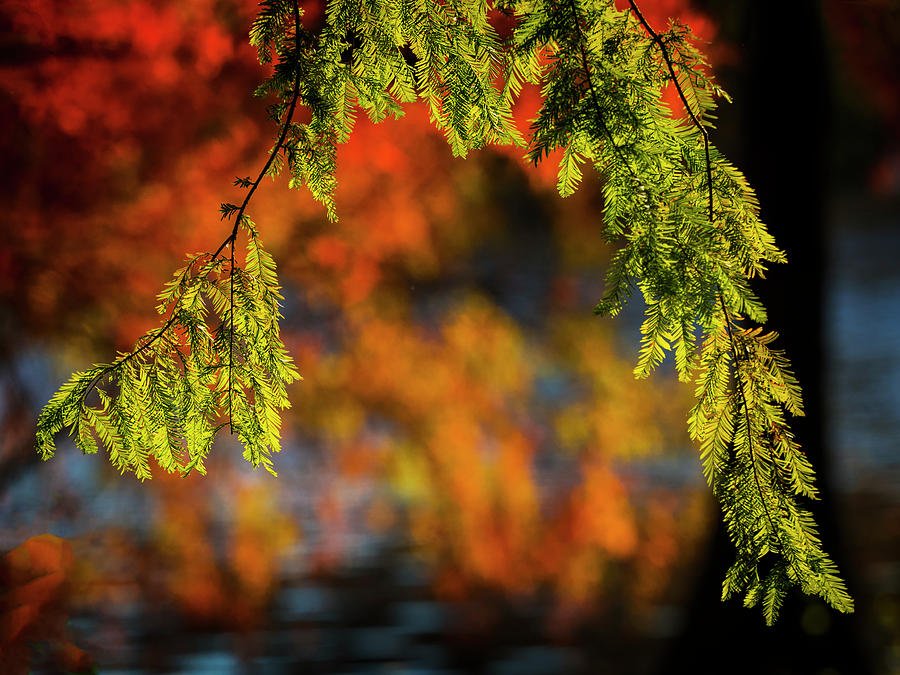 Autumn Colors Photograph by David Kay