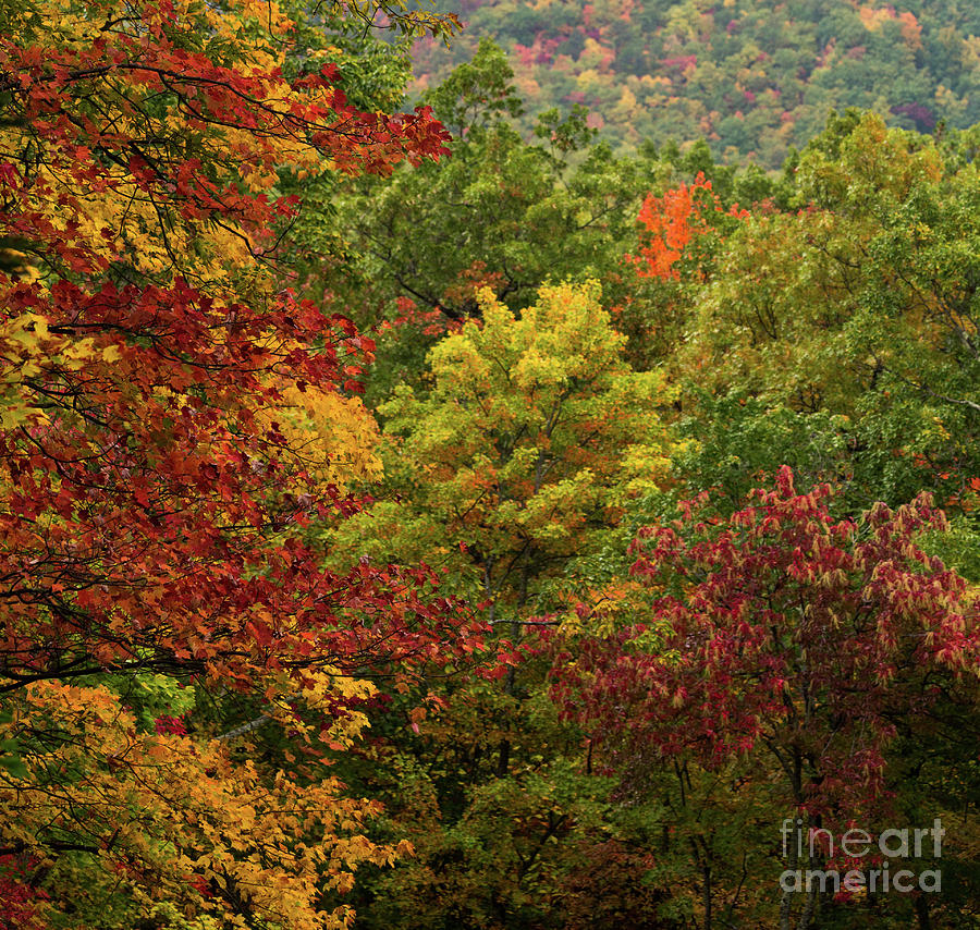 Autumn Colors Photograph by Doug Sturgess