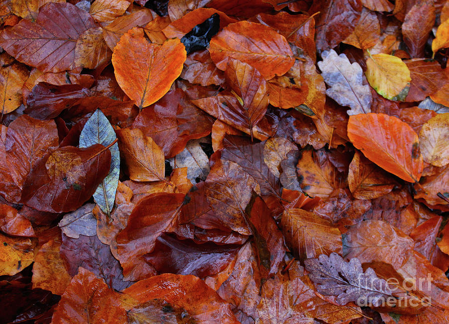 Autumn Colors Donegal Photograph by Eddie Barron