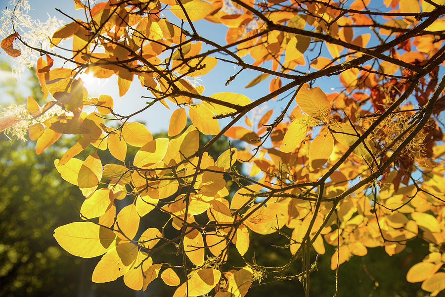 Autumn colors in Hoyt Arboretum Photograph by Kunal Mehra