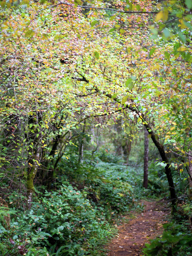 Nature Photograph - Autumn Colors in the Forest by Trance Blackman Nature Photograph - Autumn Colors in the Forest by Trance Blackman