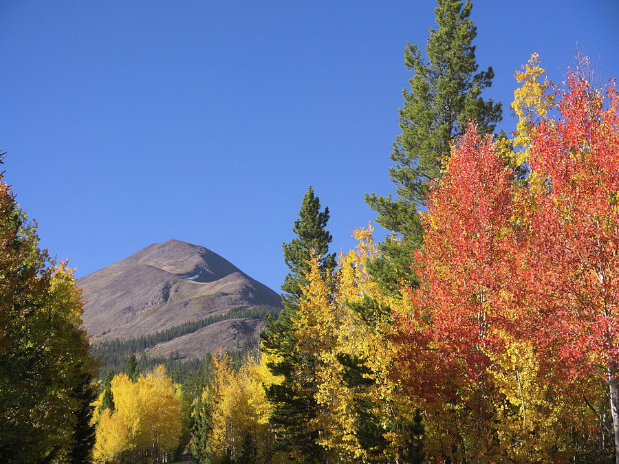 Autumn Colors Photograph by Ivan Franklin