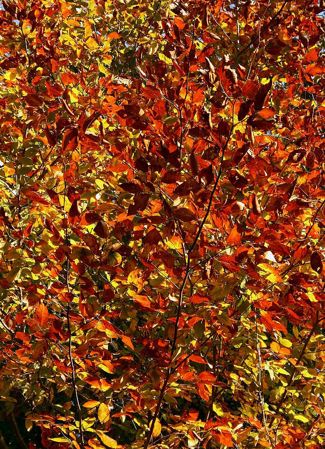 Autumn Colors Photograph by Karen Harrison Brown