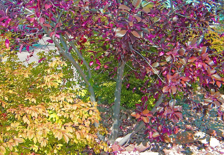 Autumn Colors Photograph by Lenore Senior