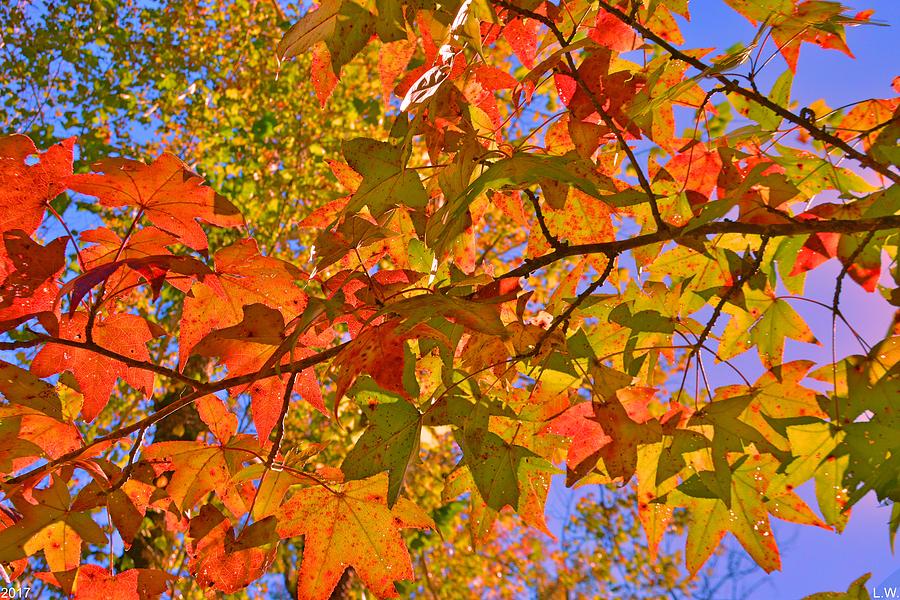Autumn Colors Photograph by Lisa Wooten