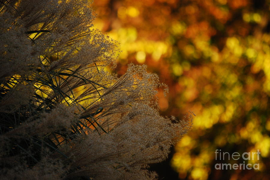 Autumn Colors Photograph by Lori Tambakis