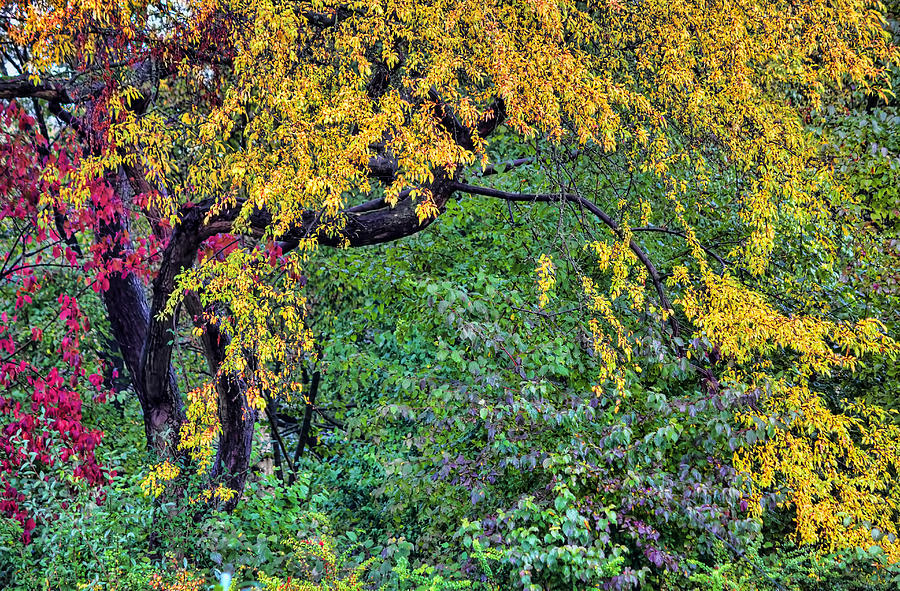 Autumn Colors Photograph by Nadia Sanowar