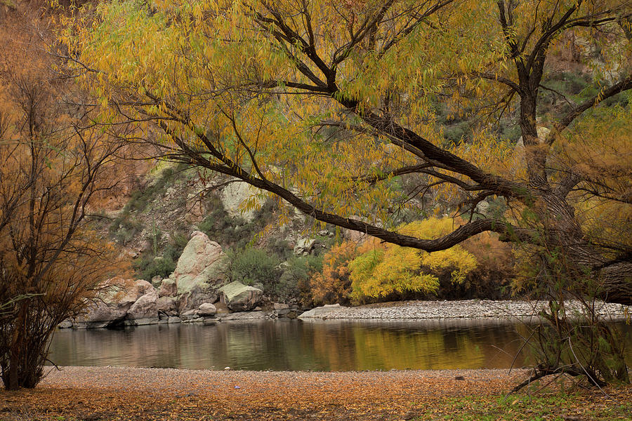 Autumn Colors on the Salt River Photograph by Sue Cullumber