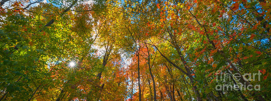 Nature Photograph - Autumn Colors Panorama  by Michael Ver Sprill