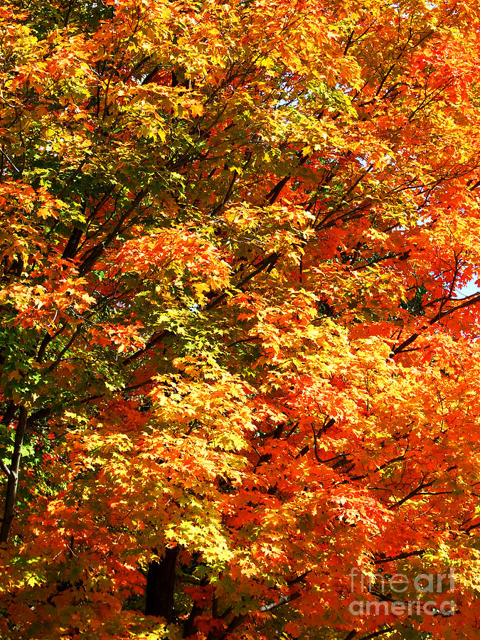 Autumn Colors Photograph Photograph by Kristen Fox