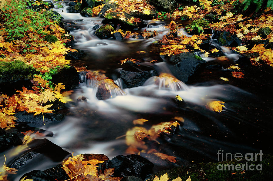 Autumn Colors Starvation Creek  Photograph by Jim Corwin