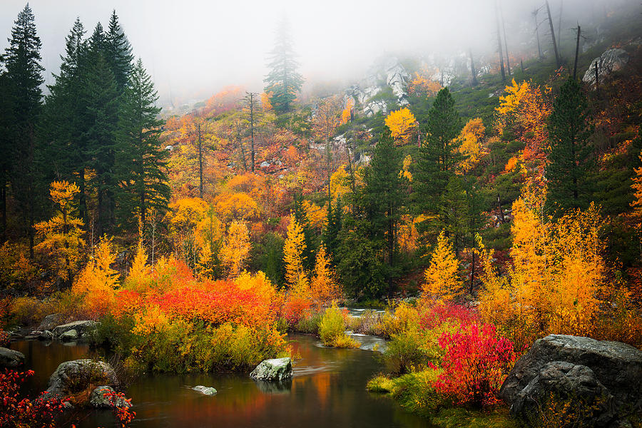 Autumn Colors Symphony Photograph by Dan Mihai