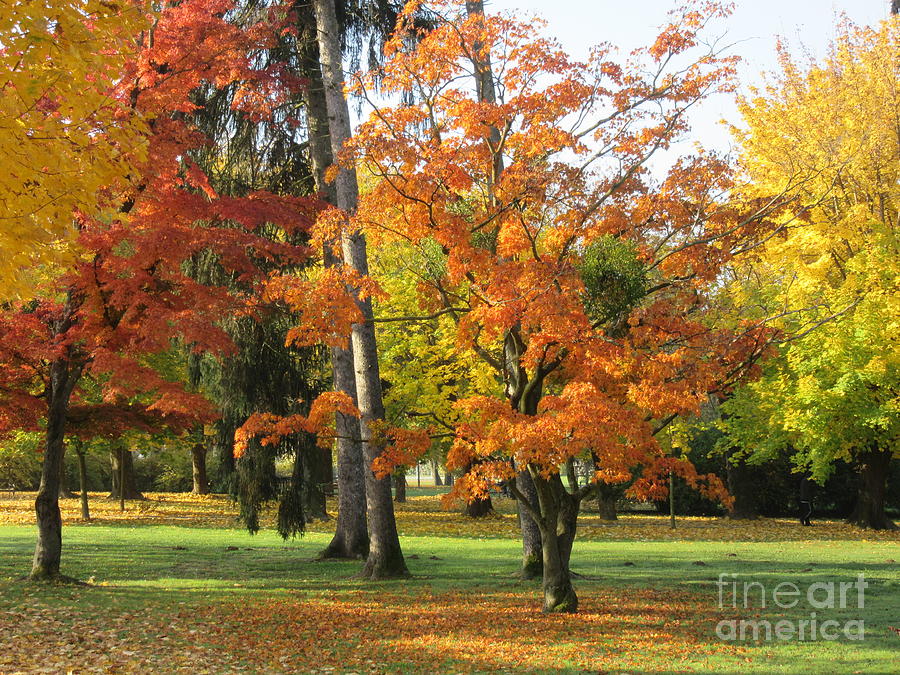 Tree Photograph - Autumn Colors by Vesna Martinjak