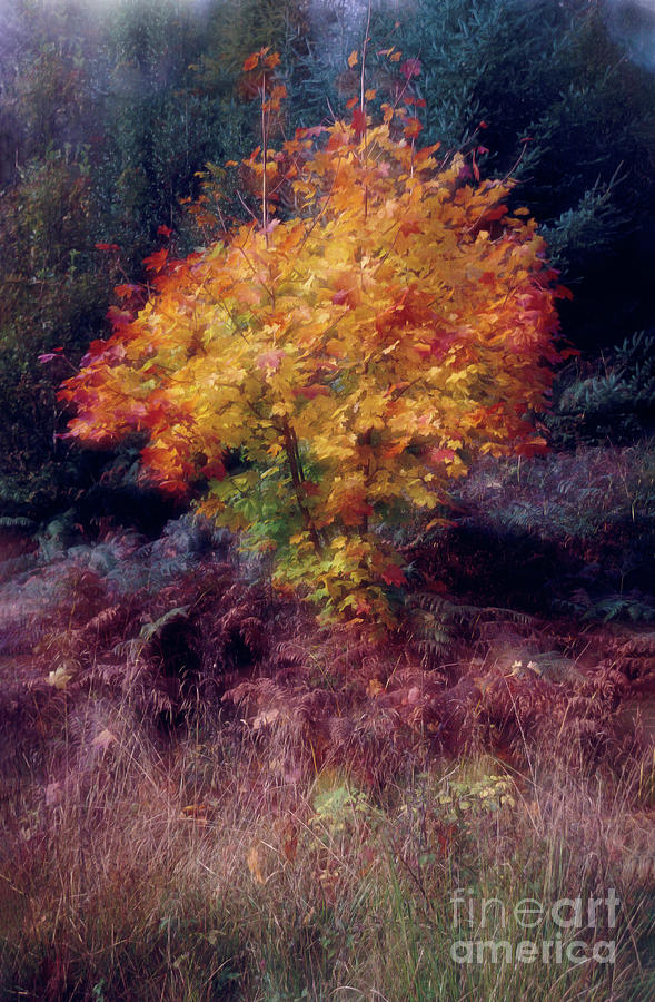Autumn Colour Photograph by Janet Burdon
