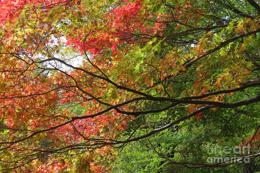 Autumn Colours Photograph by Anita Adams
