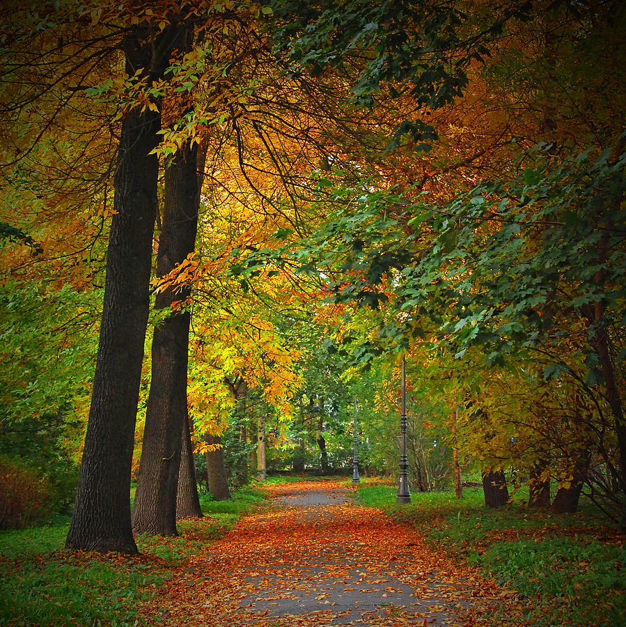 Autumn Colours Photograph by Jaroslaw Grudzinski
