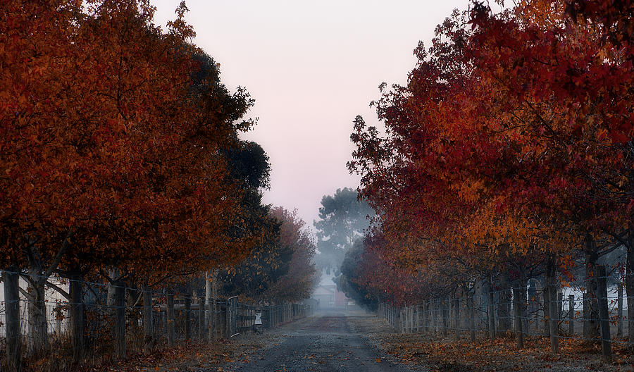 Fall Photograph - Autumn colours by Mihai Florea Fall Photograph - Autumn colours by Mihai Florea