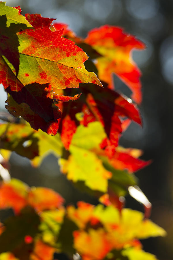 Autumn Colours Photograph by Spencer Bush