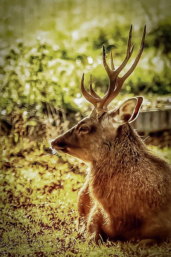 Animal Photograph - Autumn colours Stag by Cliff Norton